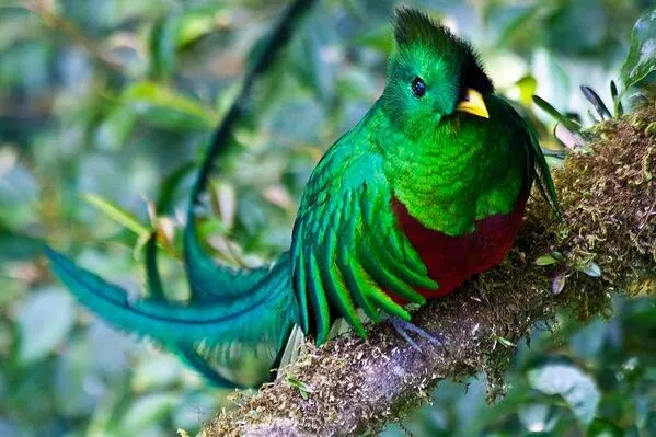 National Geographic on Twitter: "El Quetzal, ave nacional de ...