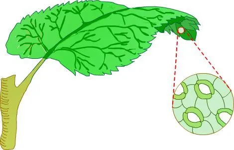 NATUBEATA: LABORATORIO: OBSERVACIÓN DE LOS ESTOMAS EN LA HOJA DE ...