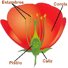 Natura Viva: Plantes: sus partes