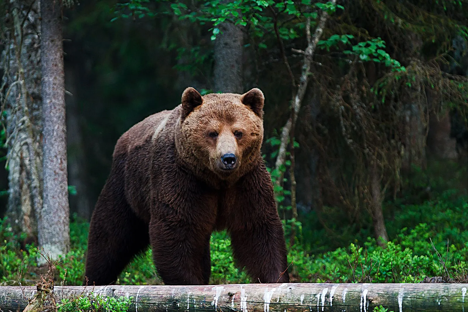 NATURALEZA ALADA . Paco Salso: FINLANDIA Y SU FAUNA