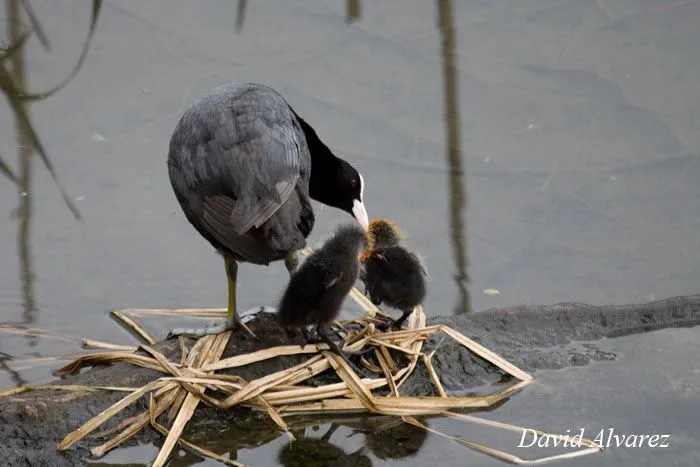 Naturaleza Cantábrica: ¿Matan los padres a sus hijos para asegurar ...