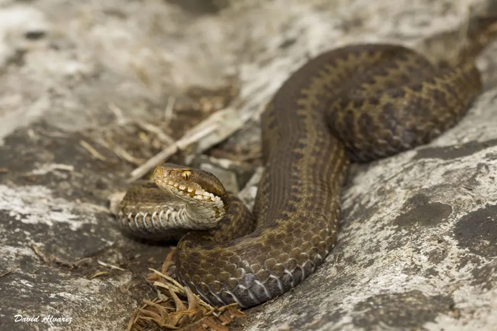 Naturaleza Cantábrica: Tarde de víboras