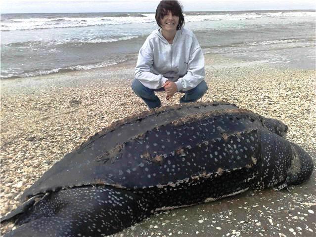 NATURALEZA Y CULTURA: Tortuga Laúd en la Costa Bonaerense