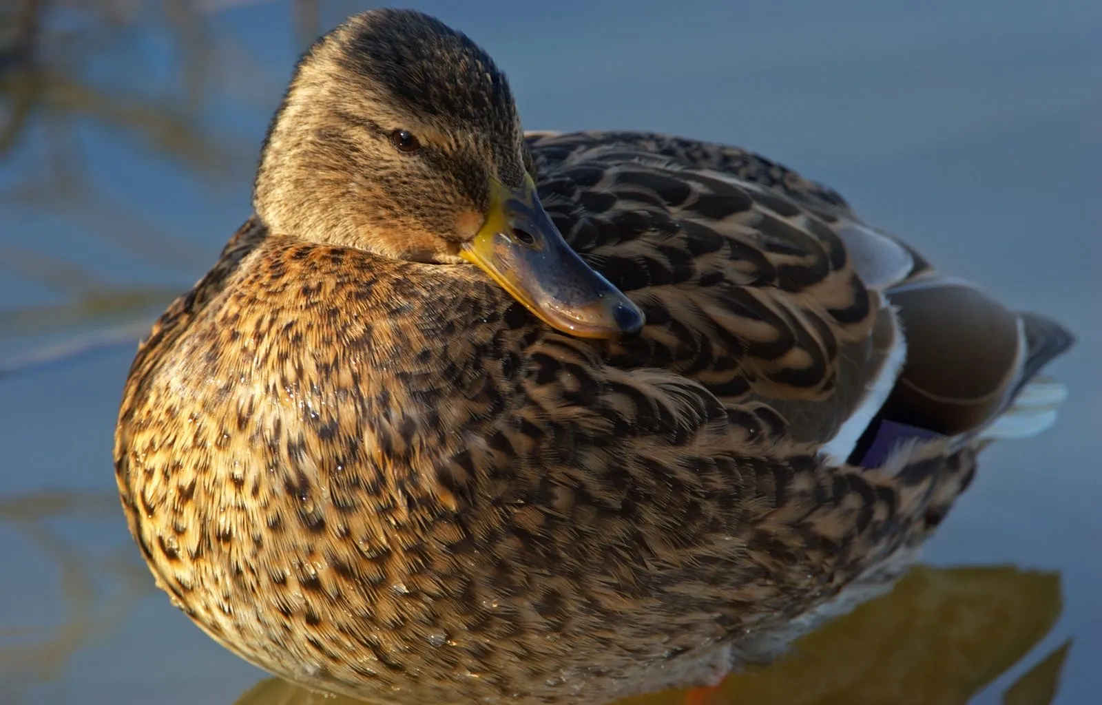 Naturaleza diletante: No hay de qué n.º 2 (fondos de pantalla para ...