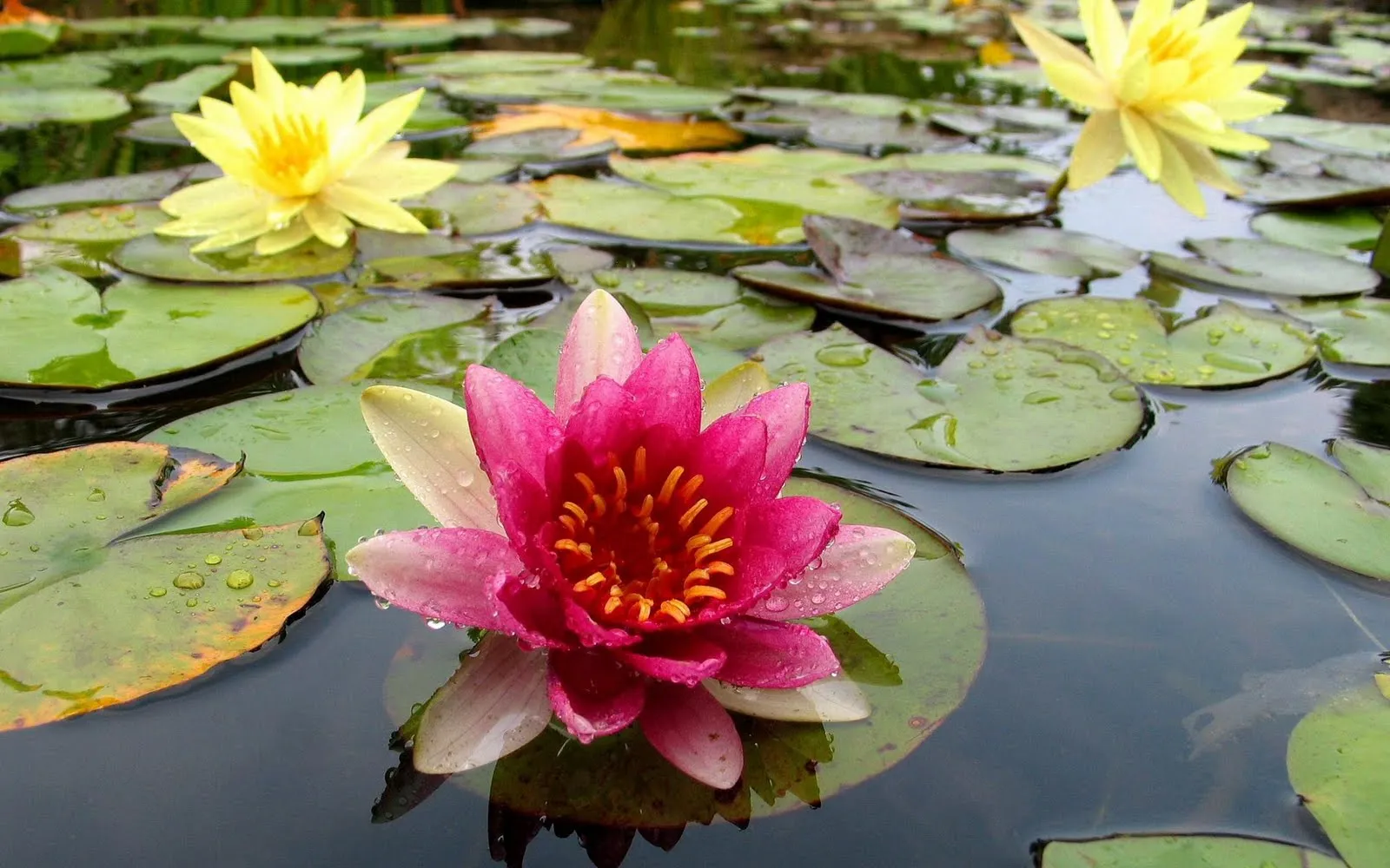 Naturaleza Endémica: Flores Exoticas