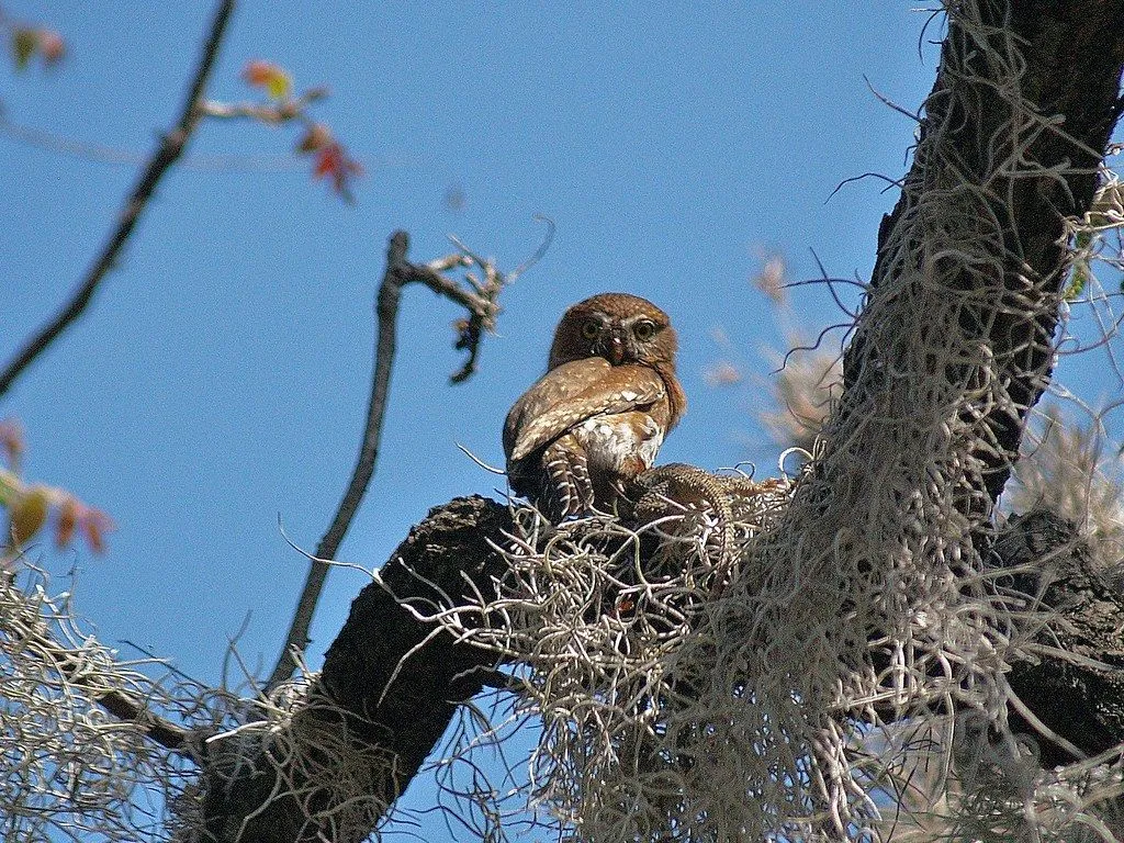 NATURALEZA DE NUEVO LEON: abril 2008