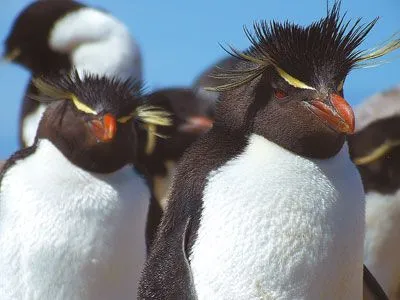 Naturaleza: PINGUINOS