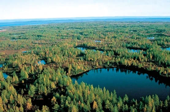 NATURALEZA EN ESTADO PURO: BOSQUE DE CONÍFERAS