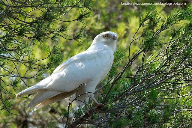 La Naturaleza que nos queda: EL ÁGUILA BLANCA (Circaetus gallicus)