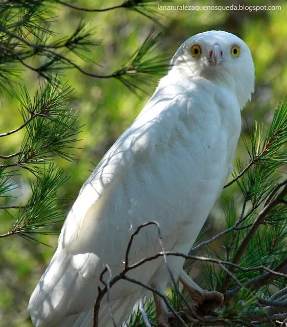 La Naturaleza que nos queda: EL ÁGUILA BLANCA (Circaetus gallicus)