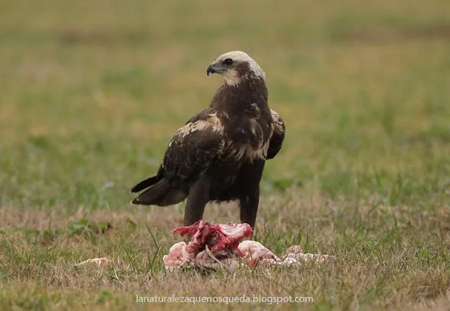 La Naturaleza que nos queda: Aguilucho lagunero (Circus aeruginosus)