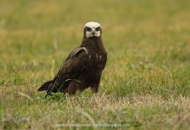 La Naturaleza que nos queda: Aguilucho lagunero (Circus aeruginosus)