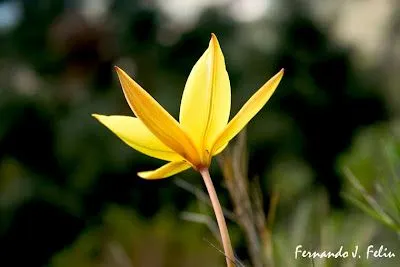 NATURALEZA Y MEDIO RURAL: TULIPANES SILVESTRES. Tulipa sylvestris ...