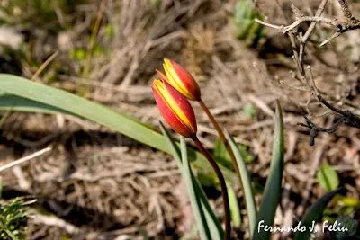 NATURALEZA Y MEDIO RURAL: TULIPANES SILVESTRES. Tulipa sylvestris ...