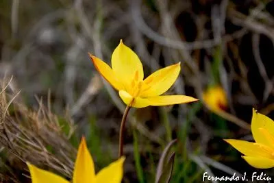 NATURALEZA Y MEDIO RURAL: TULIPANES SILVESTRES. Tulipa sylvestris ...