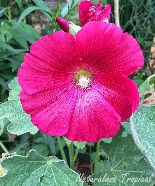 Naturaleza Tropical: Fotos y caracteristicas de la flor Varita de ...