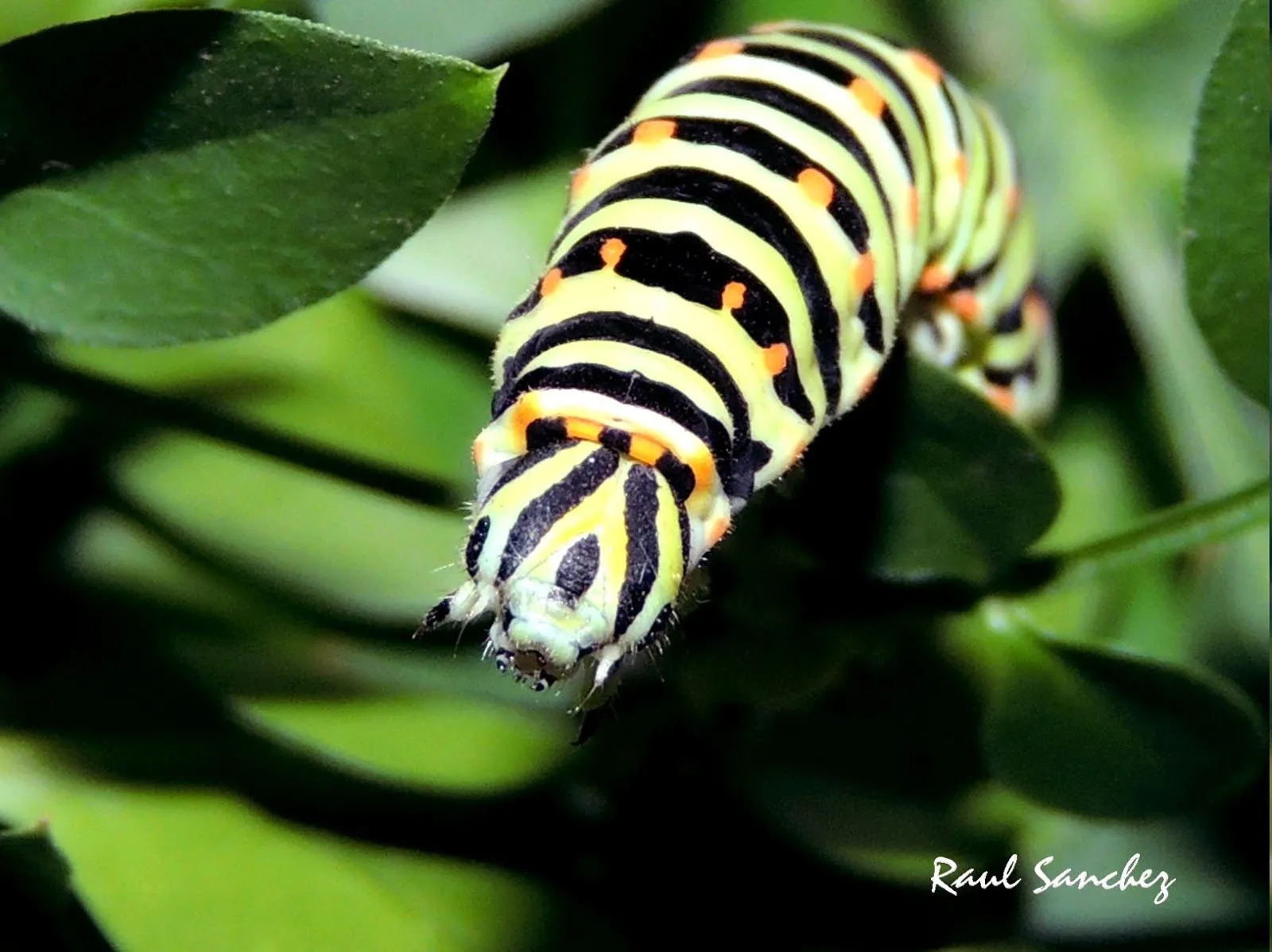 Naturaleza Viva : Oruga (Papilio machaon)