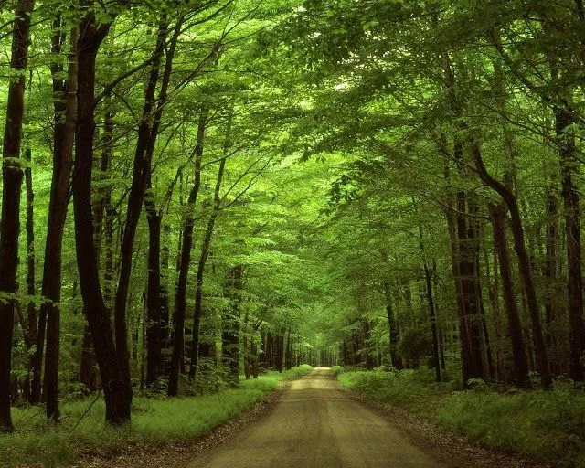 Fondo naturaleza - Imagui