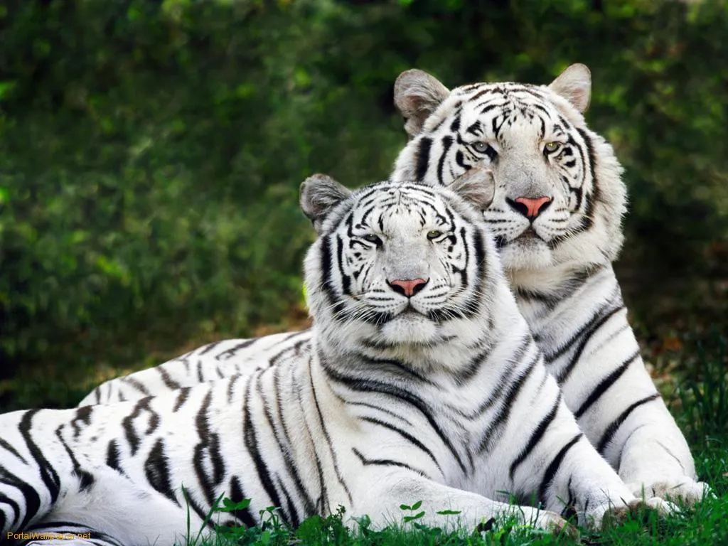 Naturaleza Viva: Tigres Blancos