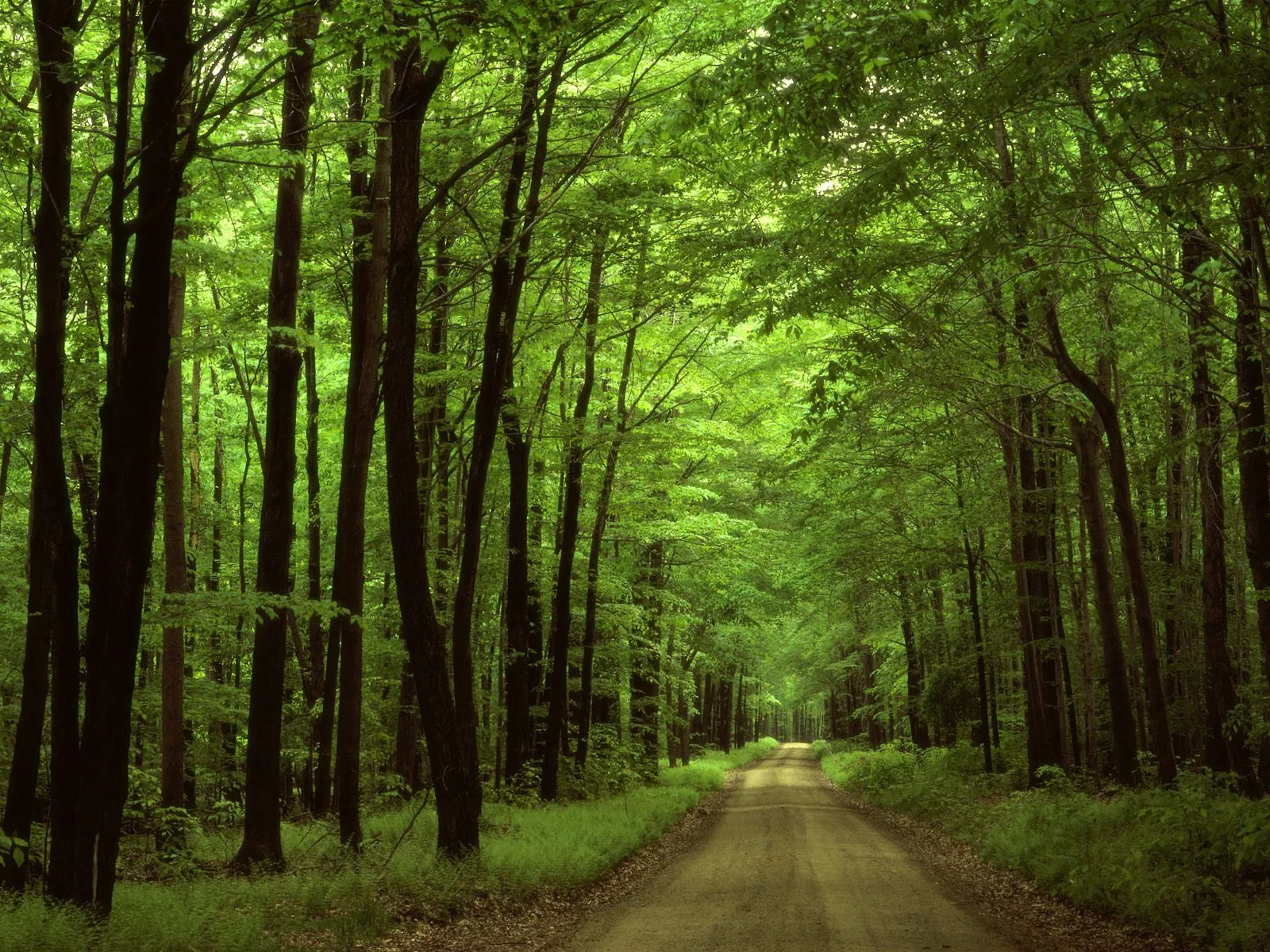 Naturaleza y Voluntariado Ambiental: 21 de Marzo: Día Mundial Forestal