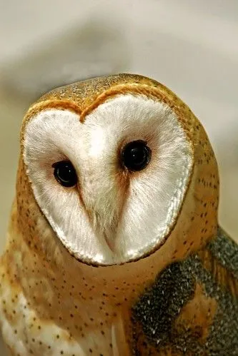 NaturaLista · Búhos, lechuzas y tecolotes (Orden Strigiformes)