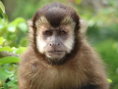 NaturaLista · Gracile Capuchin Monkeys (Genus Cebus)