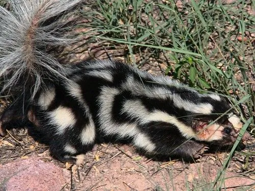 NaturaLista · Zorrillo manchado occidental (Spilogale gracilis)