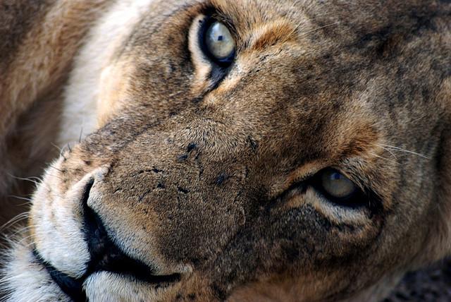 Naturalmente Salvajes, las mejores fotografías de la fauna de ...