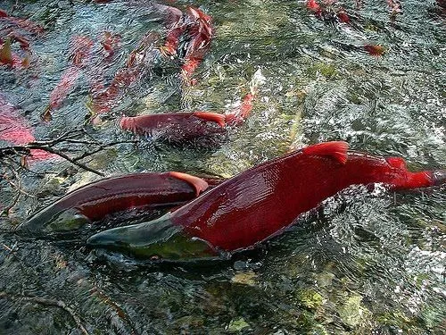 Nature Canada Blog: Sockeye salmon return to BC in record numbers ...