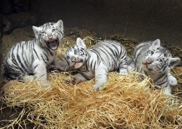 Natureza - Filhotes de tigres brancos brincam em zoológico na ...