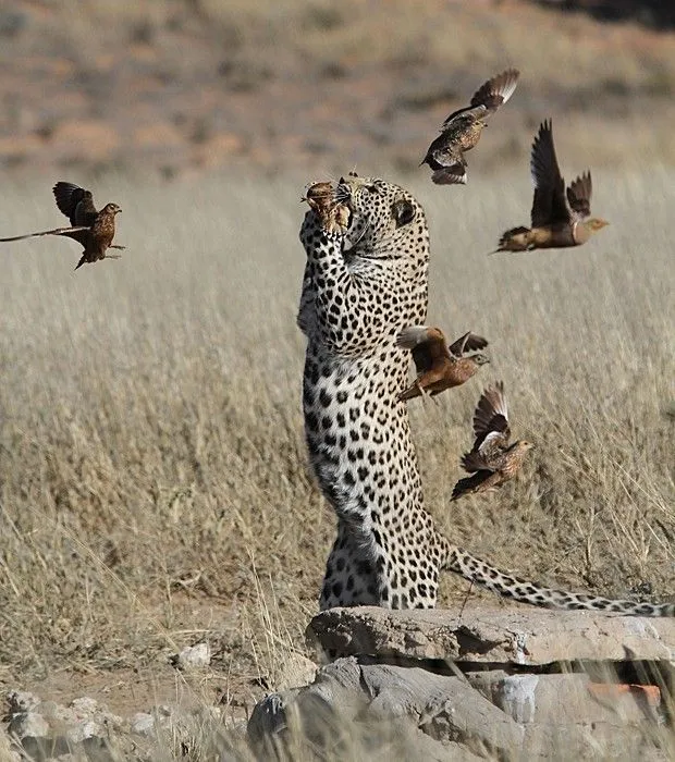 Natureza - Veja dez fotos de animais selvagens que chamaram a ...