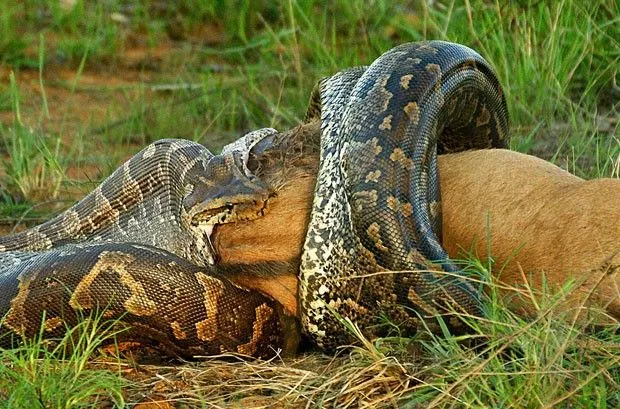 Natureza - Veja dez fotos de animais selvagens que chamaram a ...