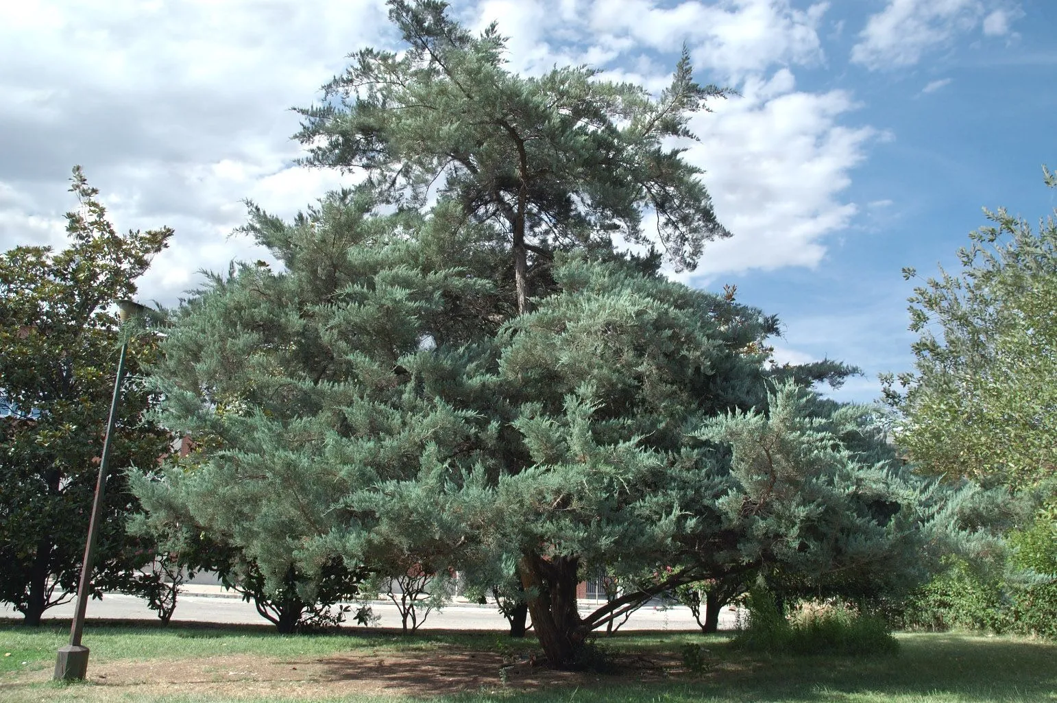 Naturismo en el Hogar: ACEITE AROMATICO DE CEDRO