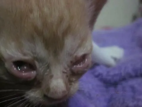 Se necesita urgente gotas para gatitos bebés o quedarán ciegos