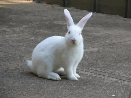 Necesito un conejo!!