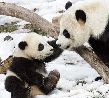Neeerd.com - Osos Pandas Bebes