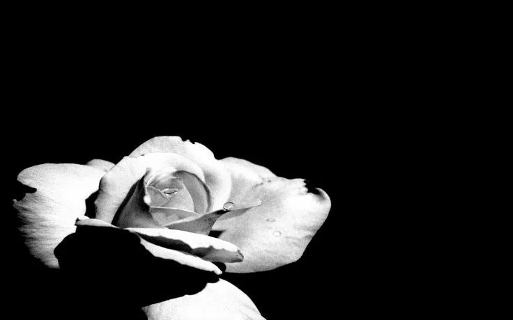 Todo negro y blanco. on Pinterest | Black Roses, Wallpapers and Html