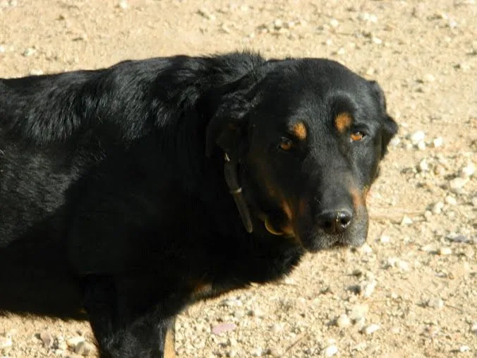 Negro 02 | En busca de una segunda oportunidad