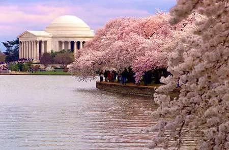 Nel Cuore di Paola: SAKURA: LA FLOR DEL JAPÓN