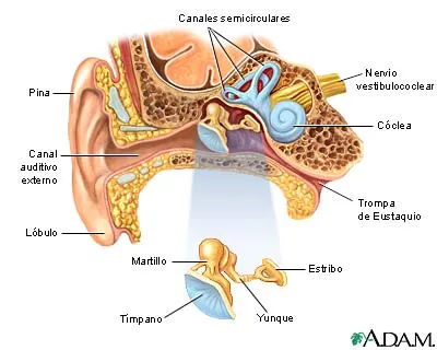 Neurolandia: Sistema Vestibular: El sentido del Movimiento