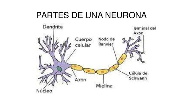 neuronas-y-clulas-de-la-gla-2- ...