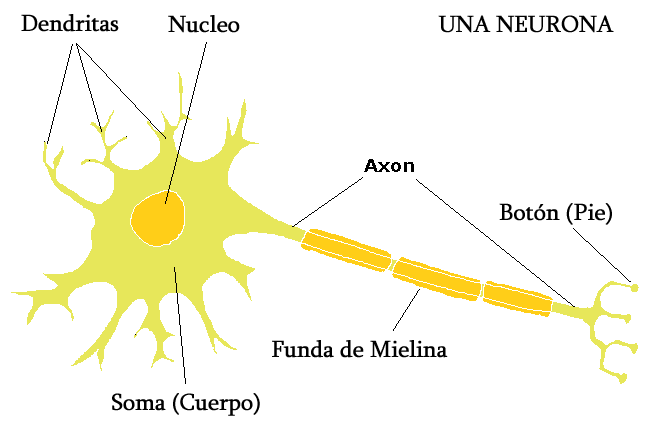 neuronesp.gif