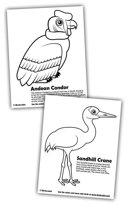 New Coloring Pages: Andean Condor and Sandhill Crane in Coloring ...