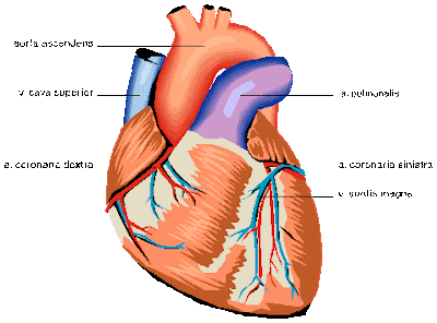 News/Ciencia: El corazón humano es capaz de renovar sus propias ...