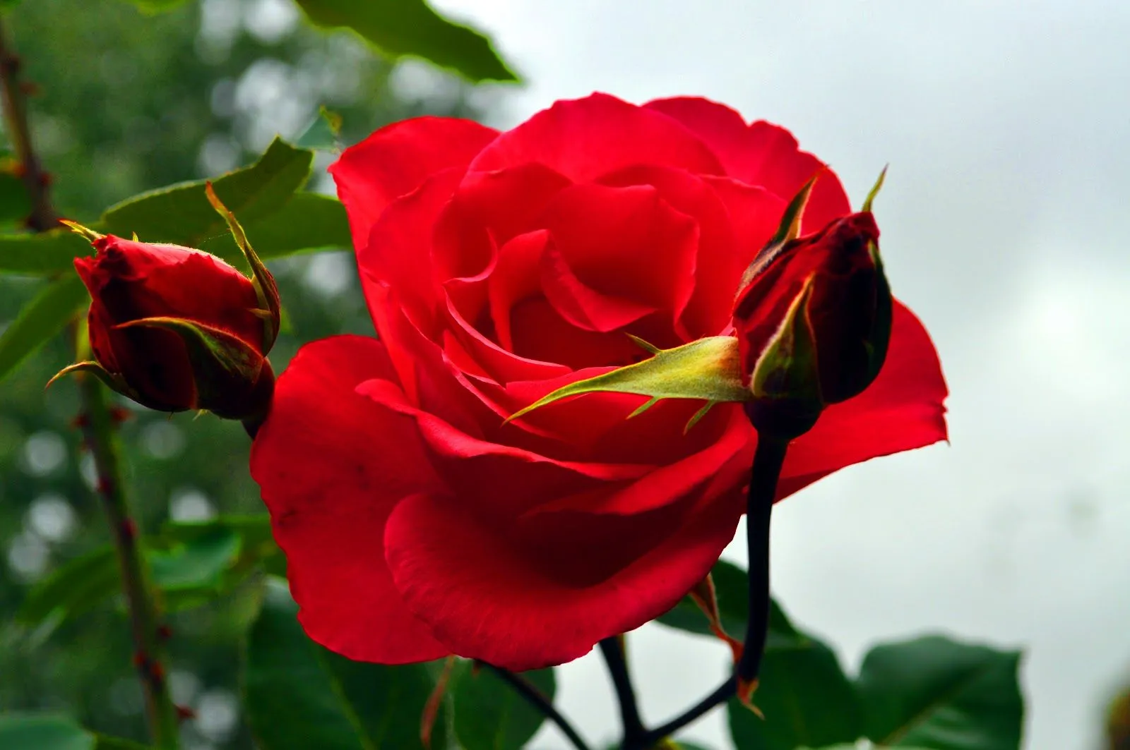 Nico Salas: Rosas en mi jardin