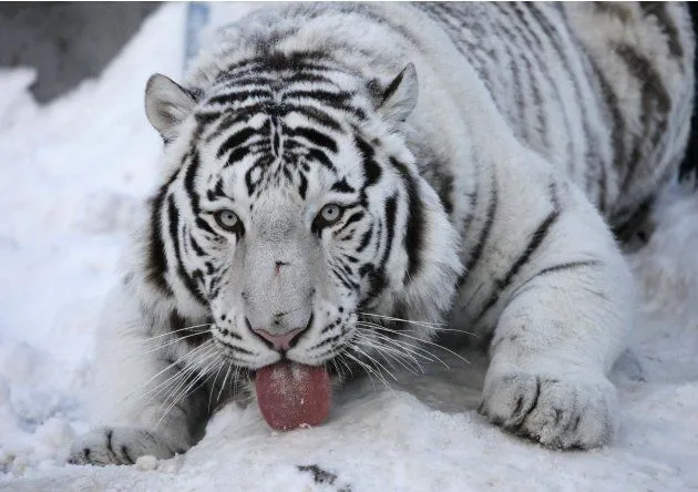 La nieve según los animales - Taringa!