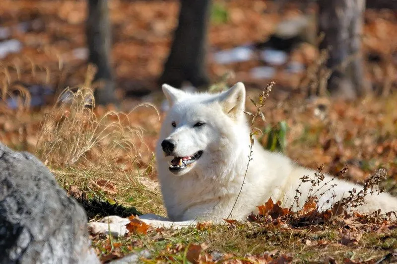  ... lobo majisimo que hace tiempo queesta en mi galeria, es un lobo artico