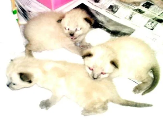 Ninhada de Quatro Gatos Siameses ~ Adoptados ~ Refúgio das Patinhas