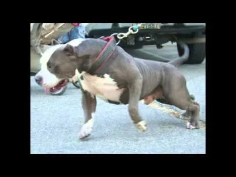 Niño murió tras feroz ataque del perro pitbull de sus tíos - YouTube