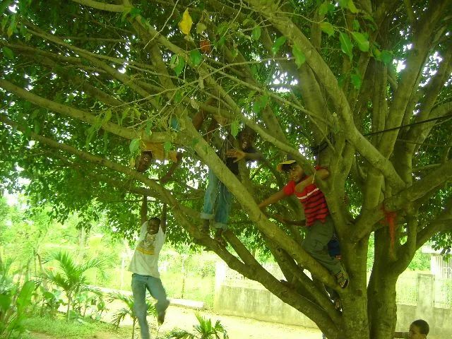 los niños jugando en un arbol « —